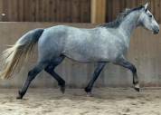 Jument , 7 ans, gris , taille   1.65