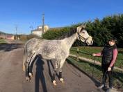 Jument de 6 ans, 1.68 m