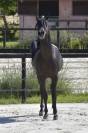 Rarissime PSA Etalon Arabe Noir Polyvalent Selle Repro