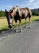 Cavalla paint