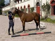 JUMENT SF ORIGINEL 4 ANS PAR ROCK' N ROLL SEMILLY