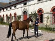 JUMENT SF ORIGINEL 4 ANS PAR ROCK' N ROLL SEMILLY