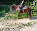 cheval barbe