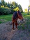 cheval barbe