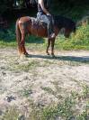 cheval barbe