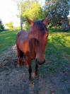 cheval barbe