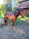 cheval barbe