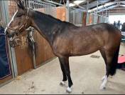 Poney d’As à vendre 
