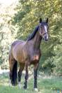 Poney d’As à vendre 