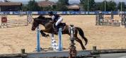 Selle Français, 14 ans, Bahia Pivertière