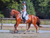 cheval 6 ans à vendre