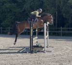Top jument 4 ans CSO/CCE