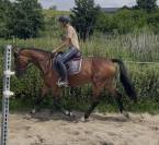 Top jument 4 ans CSO/CCE