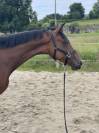 Top jument 4 ans CSO/CCE