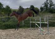Top jument 4 ans CSO/CCE