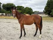 Poulain SF de 2024