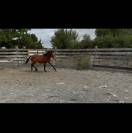 Poulain SF de 2024