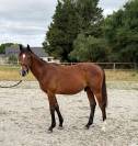 Poulain SF de 2024