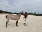 Poulain poney de 2024
