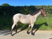 Poulain poney de 2024