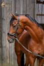 Caballo entero KWPN Caballo de Deporte Neerlandés En venta 2017 Bayo