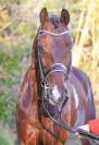 Caballo entero KWPN Caballo de Deporte Neerlandés En venta 2017 Bayo