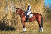 Caballo entero KWPN Caballo de Deporte Neerlandés En venta 2017 Bayo