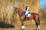Caballo entero KWPN Caballo de Deporte Neerlandés En venta 2017 Bayo