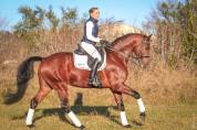 Caballo entero KWPN Caballo de Deporte Neerlandés En venta 2017 Bayo