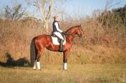 Caballo entero KWPN Caballo de Deporte Neerlandés En venta 2017 Bayo