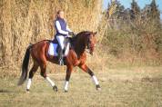Caballo entero KWPN Caballo de Deporte Neerlandés En venta 2017 Bayo