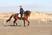 Caballo entero KWPN Caballo de Deporte Neerlandés En venta 2017 Bayo