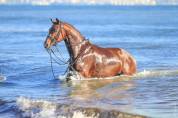 Caballo entero KWPN Caballo de Deporte Neerlandés En venta 2017 Bayo