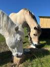 Pension 5⭐️ boxe/ paddock et pré - 42110 Poncins