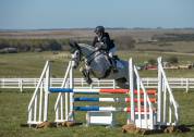 Gelding Connemara For sale 2014 Grey