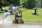 Gelding Connemara For sale 2014 Grey