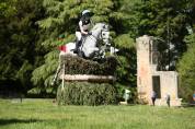Gelding Connemara For sale 2014 Grey