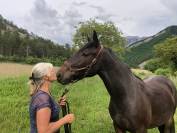 Castrone Arabo Shagya In vendita 2023 Baio scuro ,  Eole des Sautes