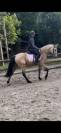 Poney de sport 4ans 