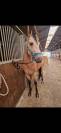 Poney de sport 4ans 