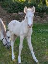 Poulain Welsh A PP 2025 crème yeux bleus