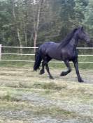 Yegua Frisón En venta 2016 Negro