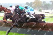 Cheval d’avenir hongre de 4 ans