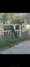 Cheval d’avenir hongre de 4 ans