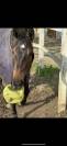 Cheval d’avenir hongre de 4 ans