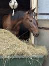 Cheval d’avenir hongre de 4 ans
