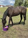 Cheval d’avenir hongre de 4 ans