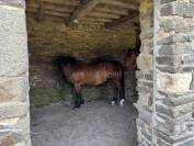 Charmante maison de campagne de 155 m² sur 5 hectares - Idéa