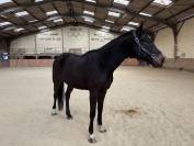 Cheval cso 