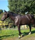 Cheval cso 